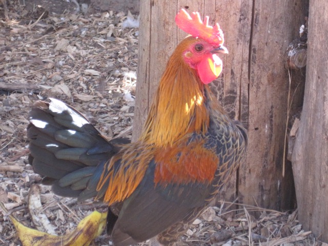 Gandalf - Old English bantam rooster