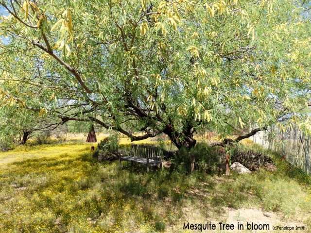 Mesquite tree in spring