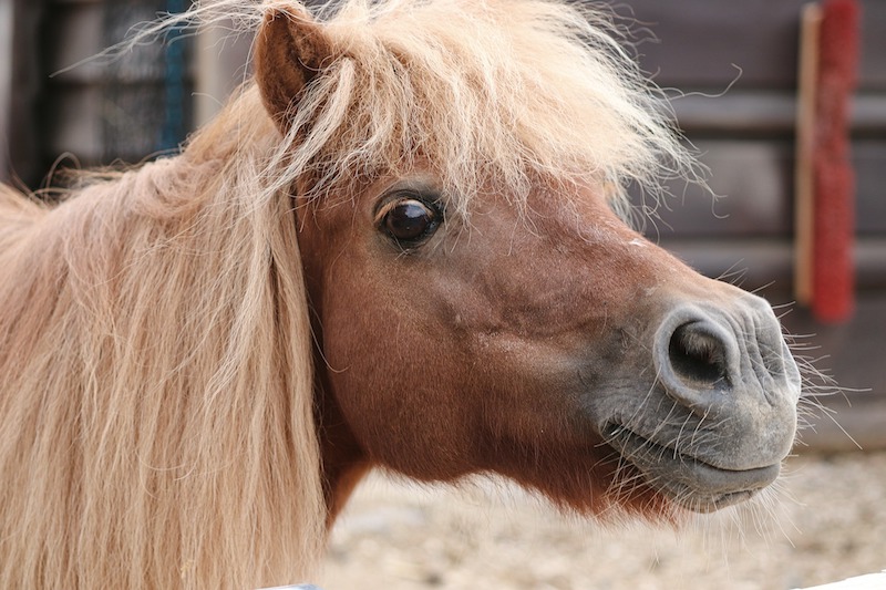 Pony with flaxen mane face