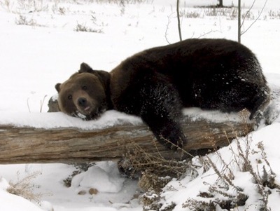 Bear resting on a log in the snow