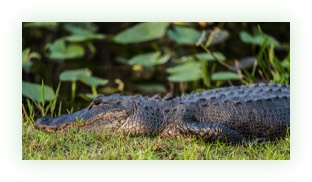 crocodile next to pond
