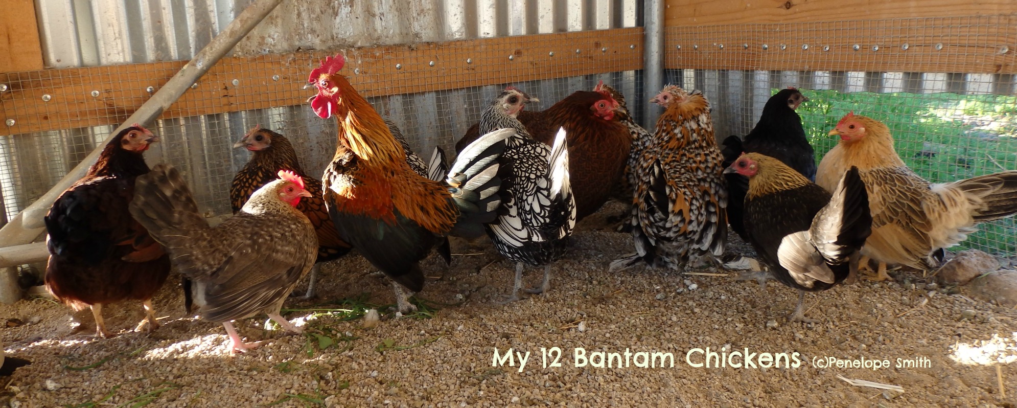 12 Bantam Chickens