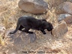 Ziggy panther hunting