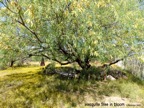Mesquite Tree in bloom