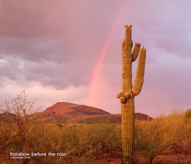 Rainbow and Saguaro Cactus