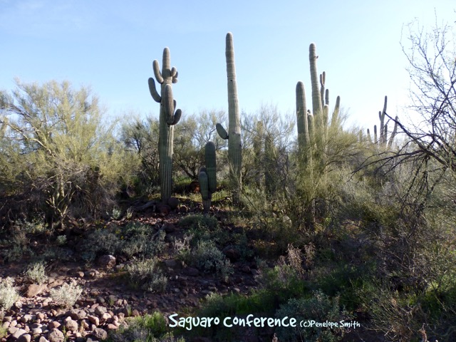 Saguaro Conference