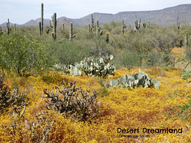 Desert Dreamland