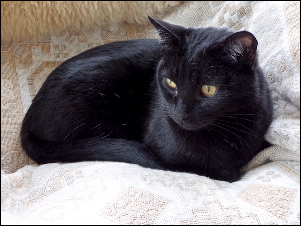 Black cat on blanket