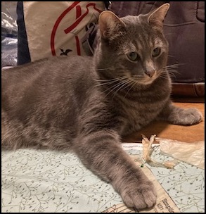 Brown tabby cat lying on carpet
