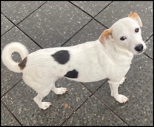 White dog with black spots