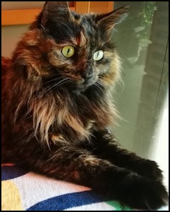 Tortoiseshell longhair cat