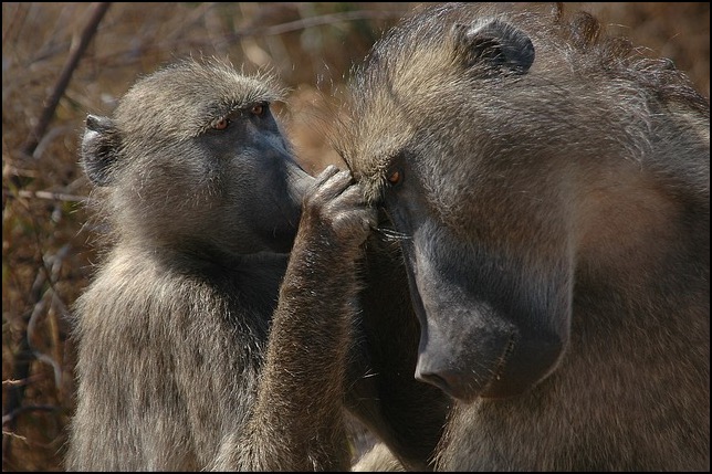 Young baboon grooming adult
