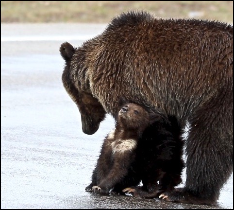 Breaking: Mama Bear only made 79% of porridge Papa Bear made