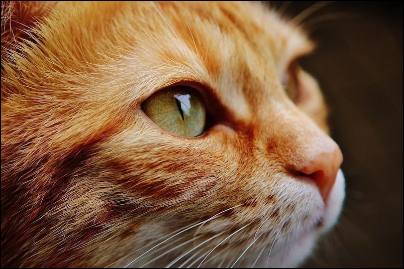 Orange tabby cat face closeup