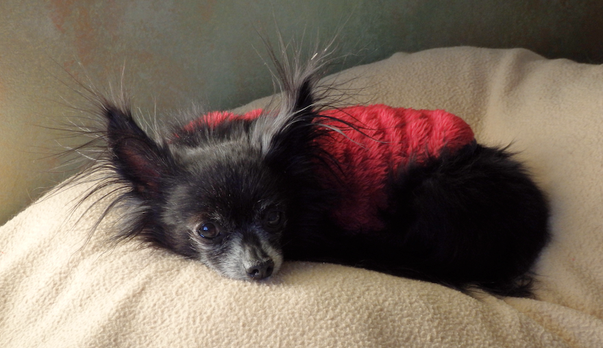 Small black dog in red jacket