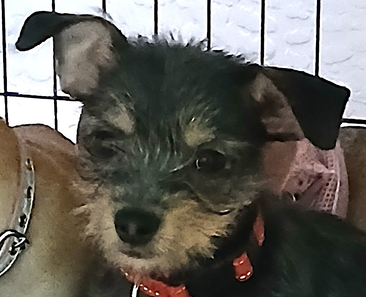 Black terrier mix pup