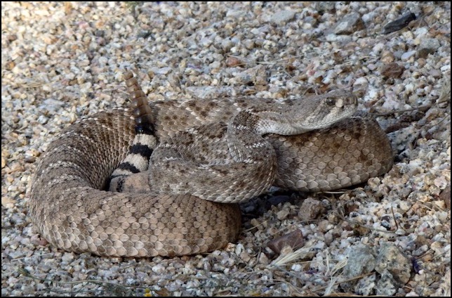 Rattlesnake Sanctuary | The Animal Communicator Blog