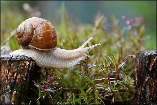Snail on a log reaching out to grass