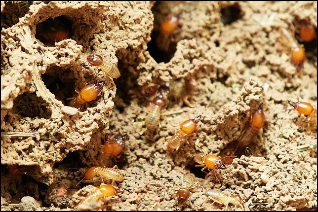 Termites in colony