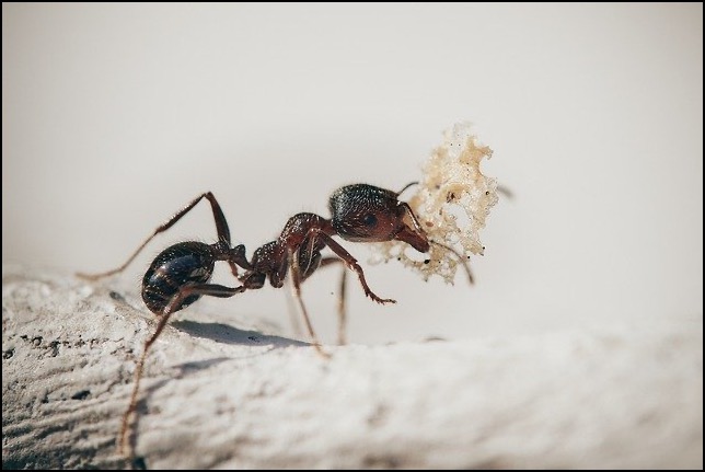 Ant carrying fungus