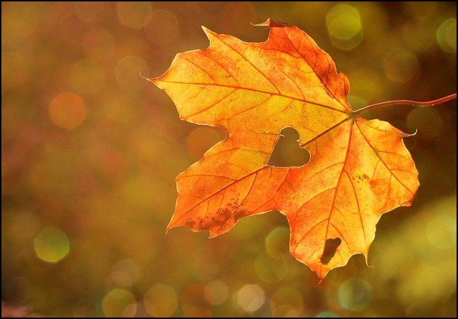 autumn leaf with heart shape