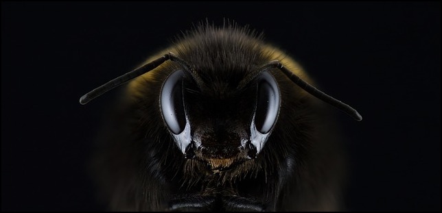 Bee eyes