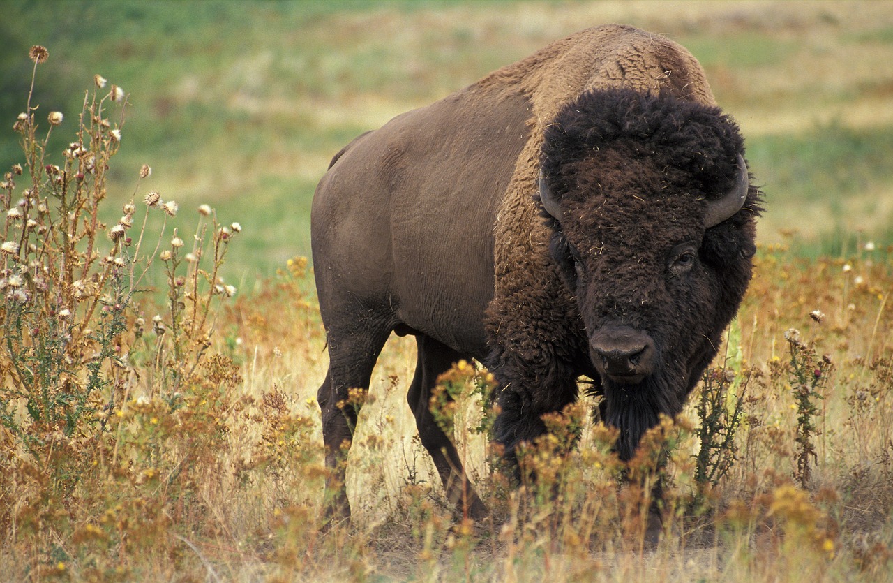 Bison male in meadow