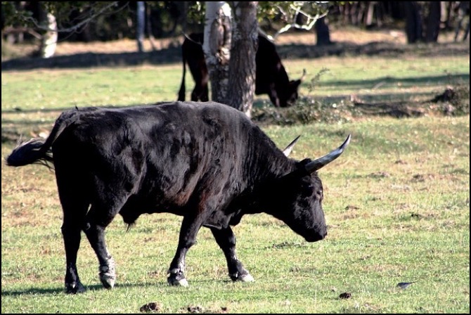 Bull in grassy field
