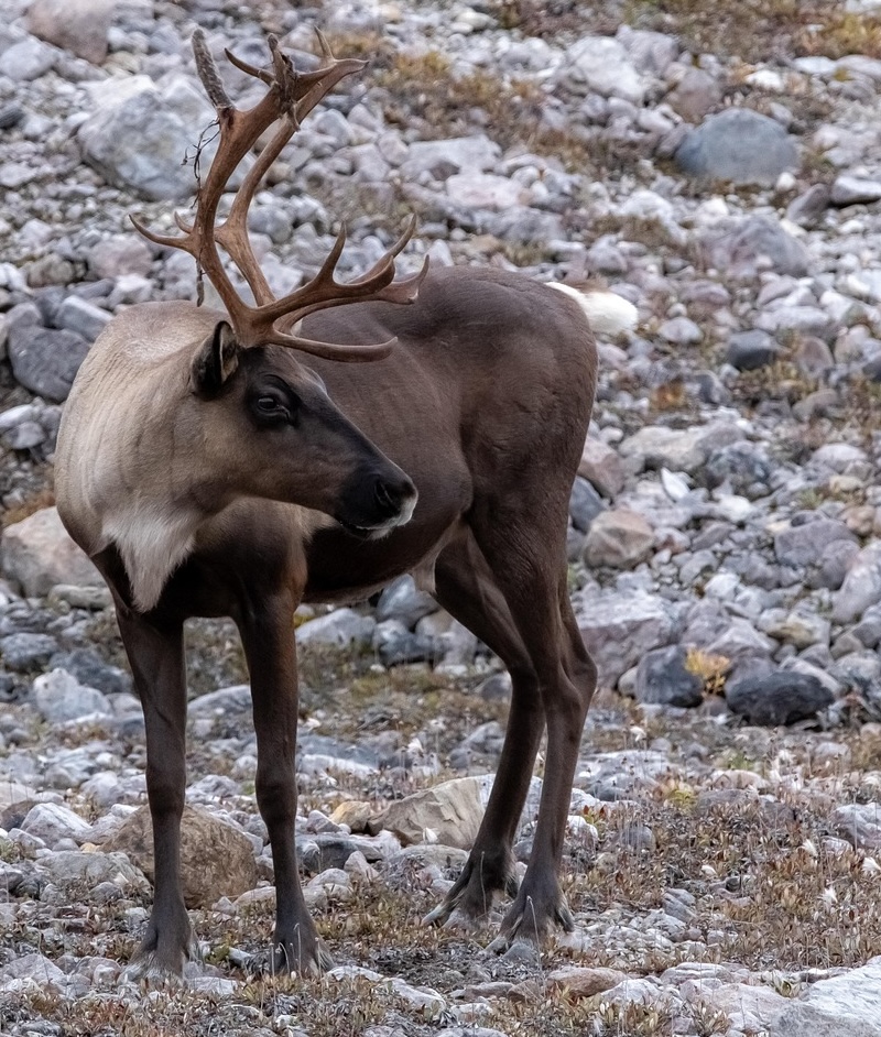 caribou on stones watching