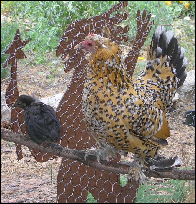 Mille Fleur bantam hen with chick on branch