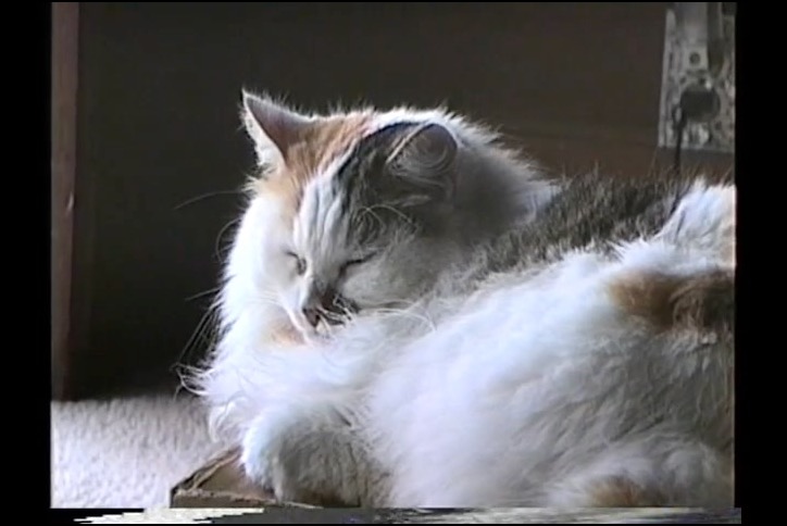 angora calico cat sitting asleep