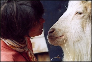 Child communicting with goat face to face