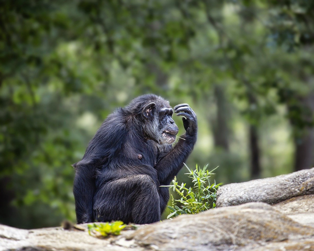 chimpanzee with hand to face on log