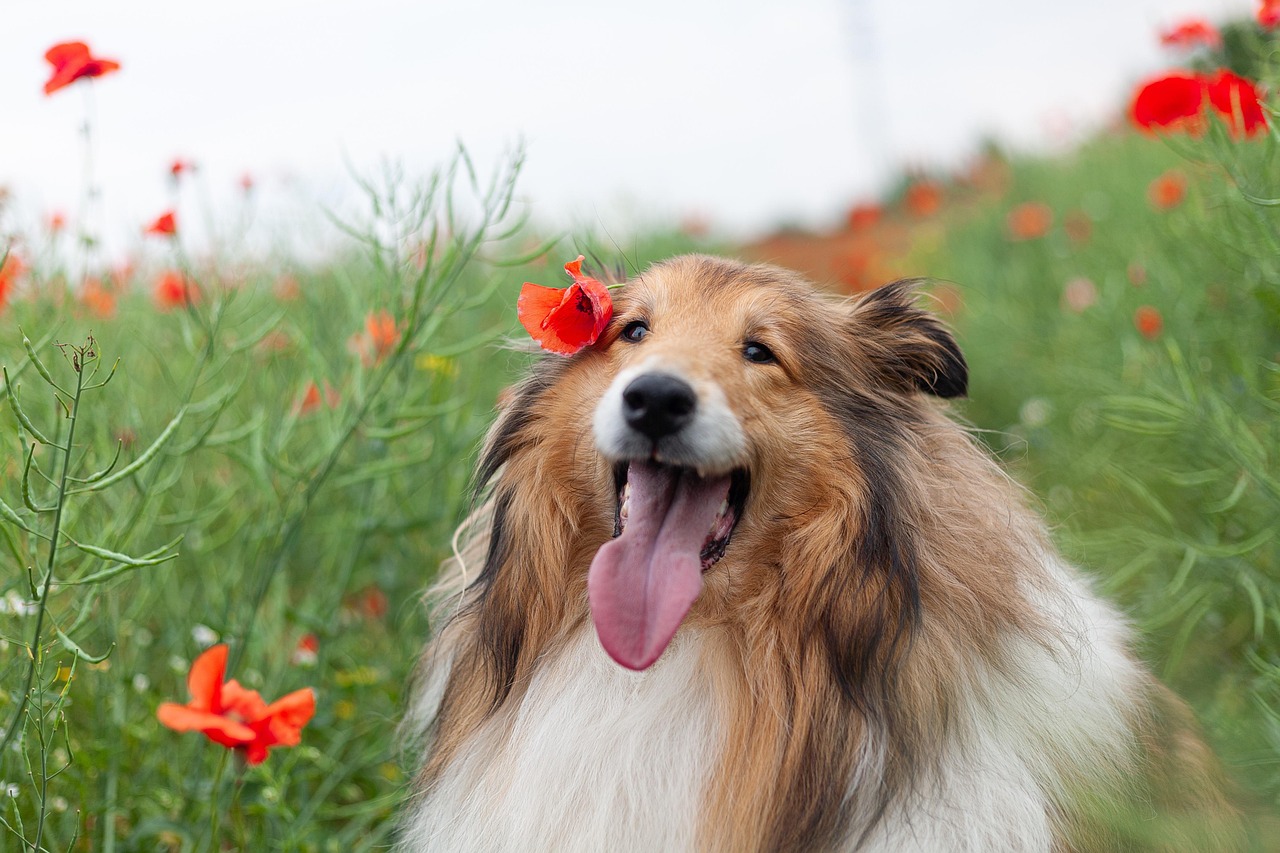 Collie in field of red poppies