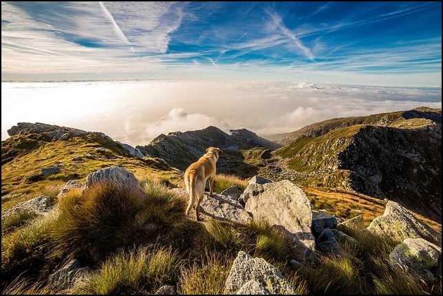 Dog on mountain looking over valley
