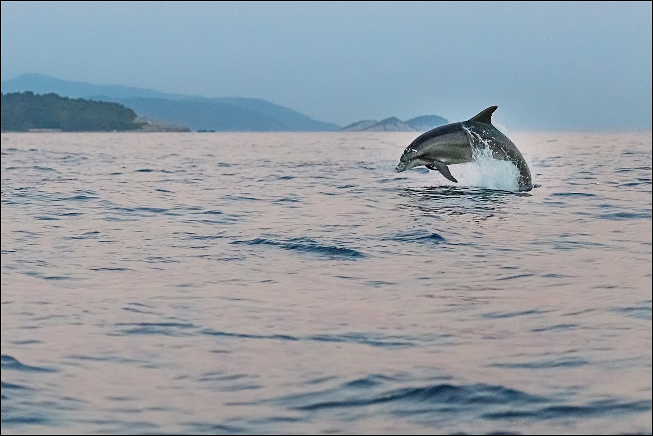 Dolphin leaping above water
