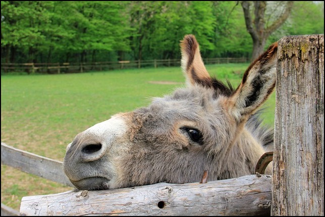 Donkey with head on fence