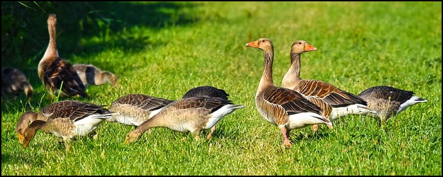Geese grazing in grass