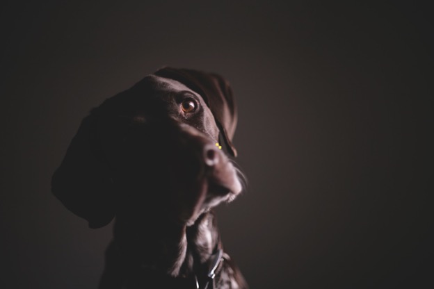 German shorthaired pointer looking up