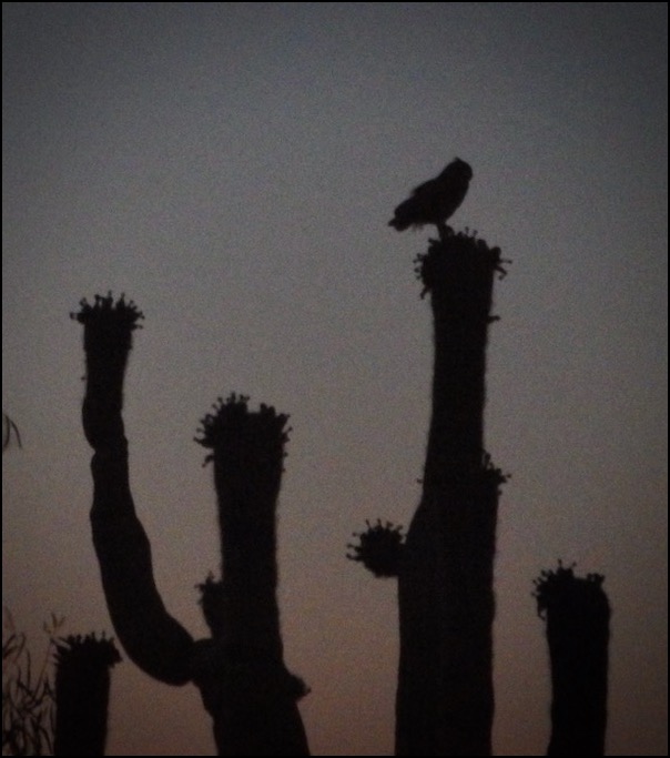 Great Horned Owl on Saguaro cactus