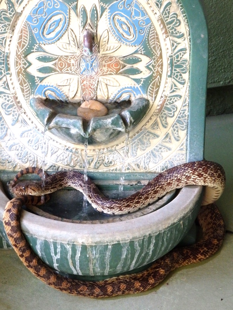 Gopher snake in fountain water