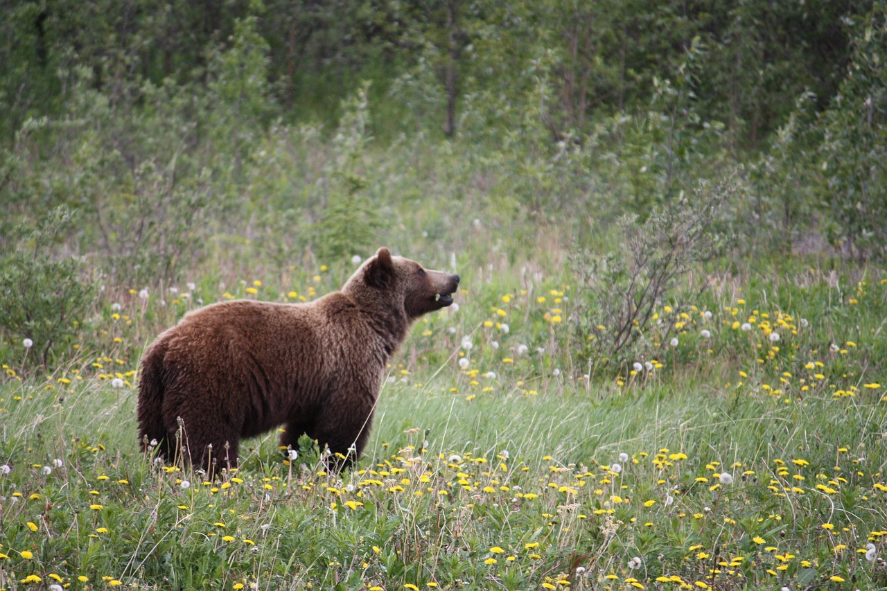 Grizzly bear in flower meadow