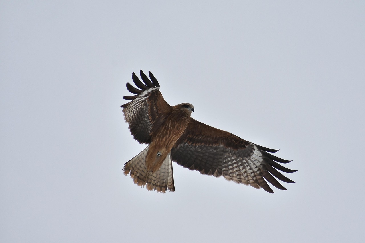 Hawk hovering wings