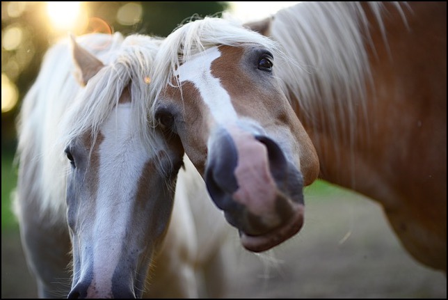 Two horses head to head