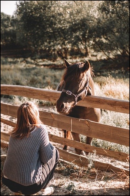 Horse leaning over fence with woman sitting