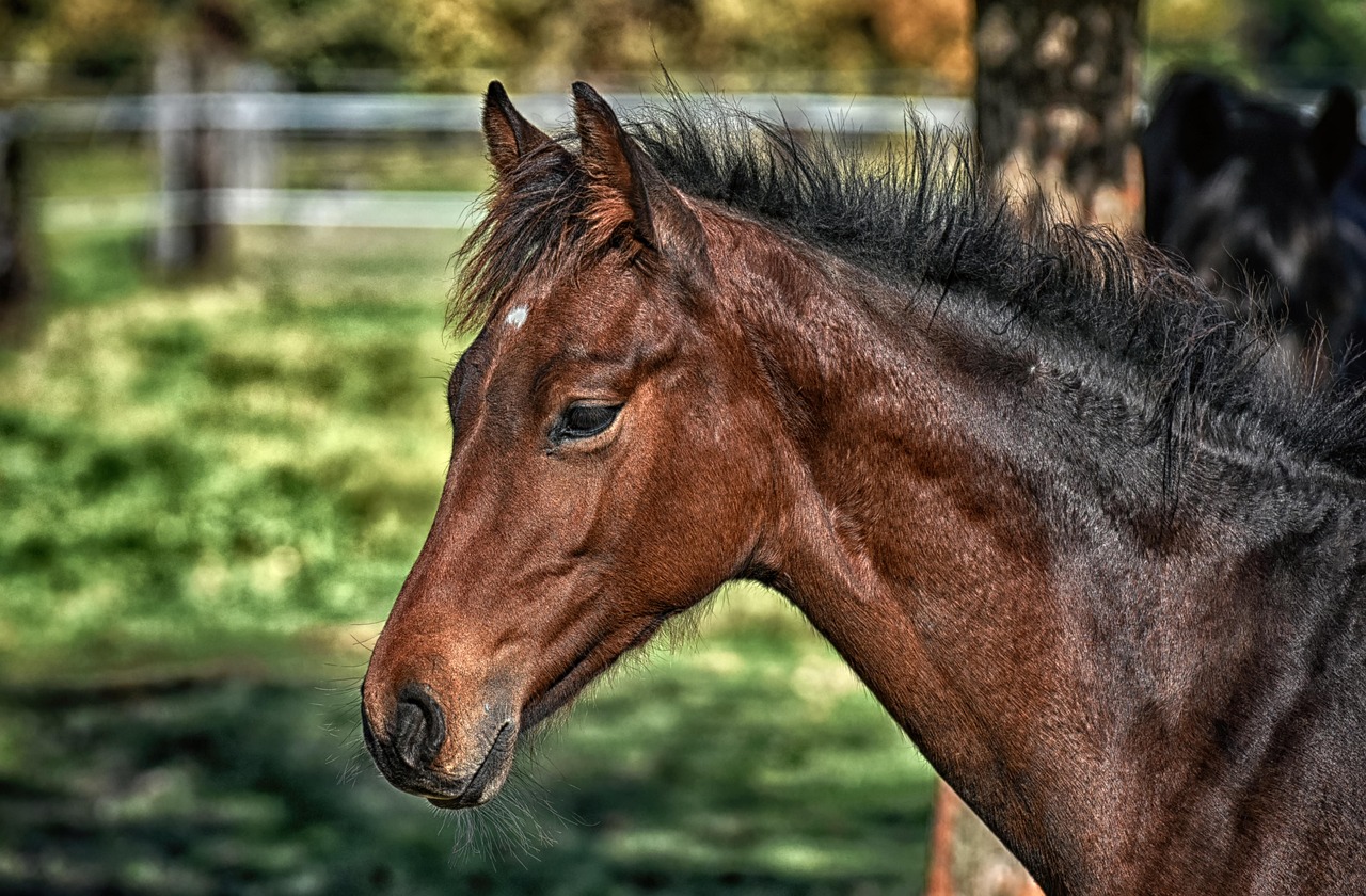 Young brown horse in pasture