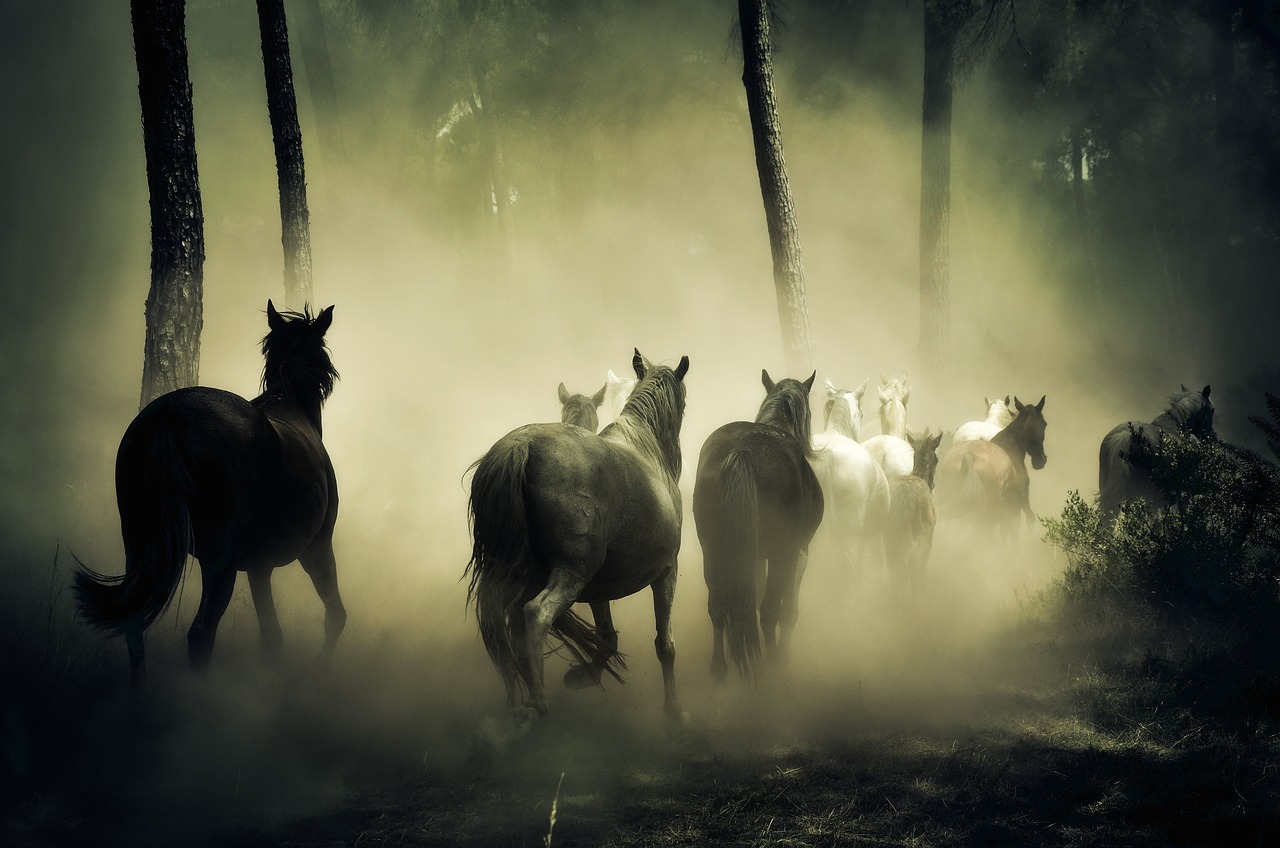 Horses light forest