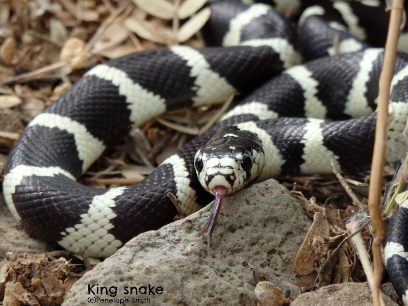 King snake with tongue out