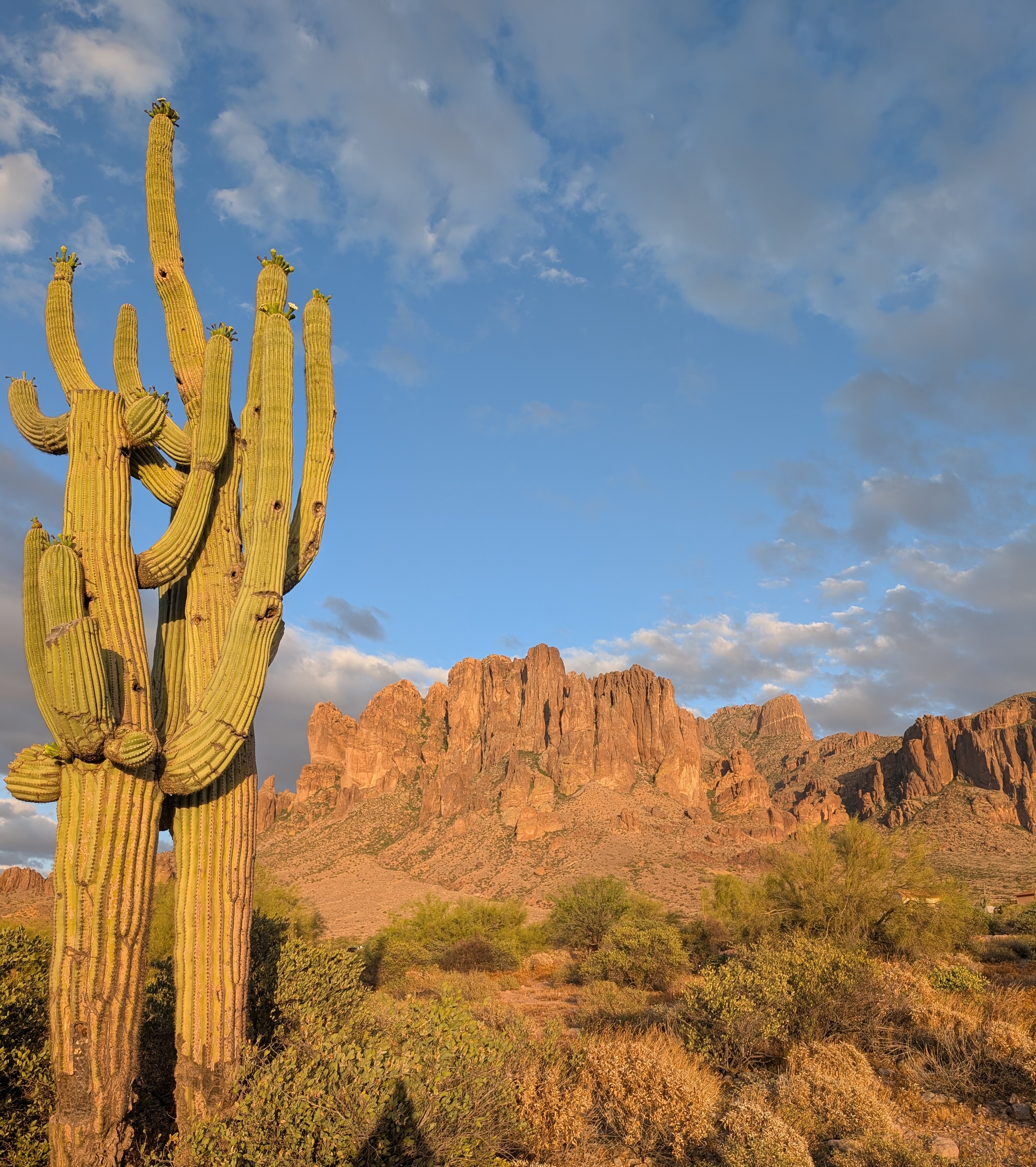 Giant Saguaro cactus and Mountains