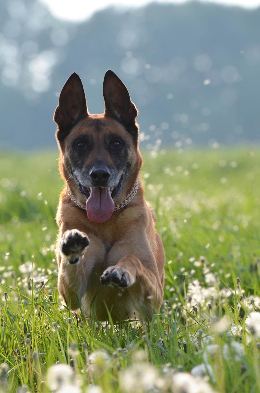 Malinois running in field